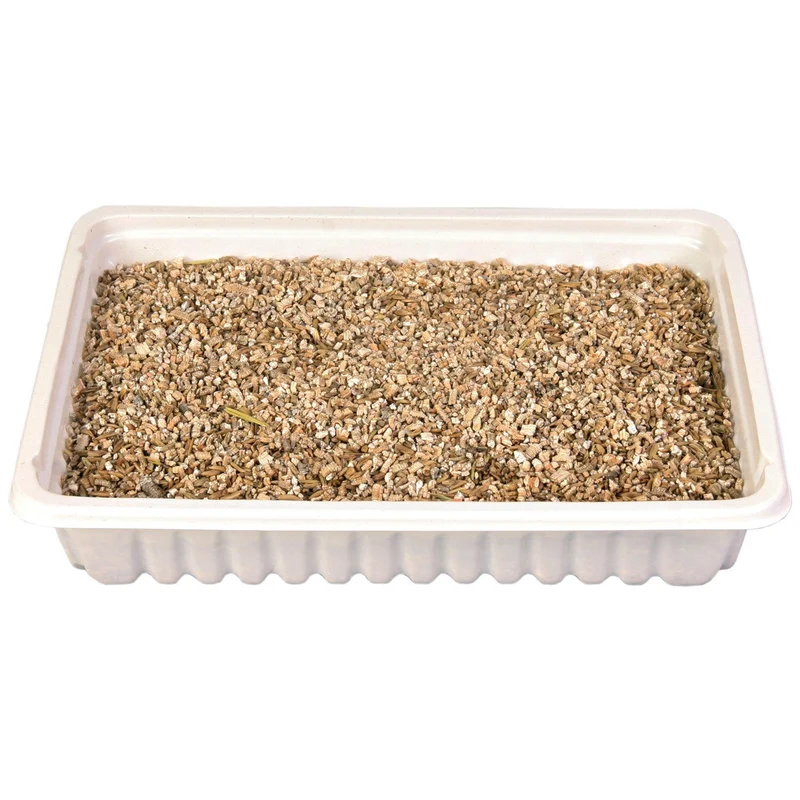 Katzengras