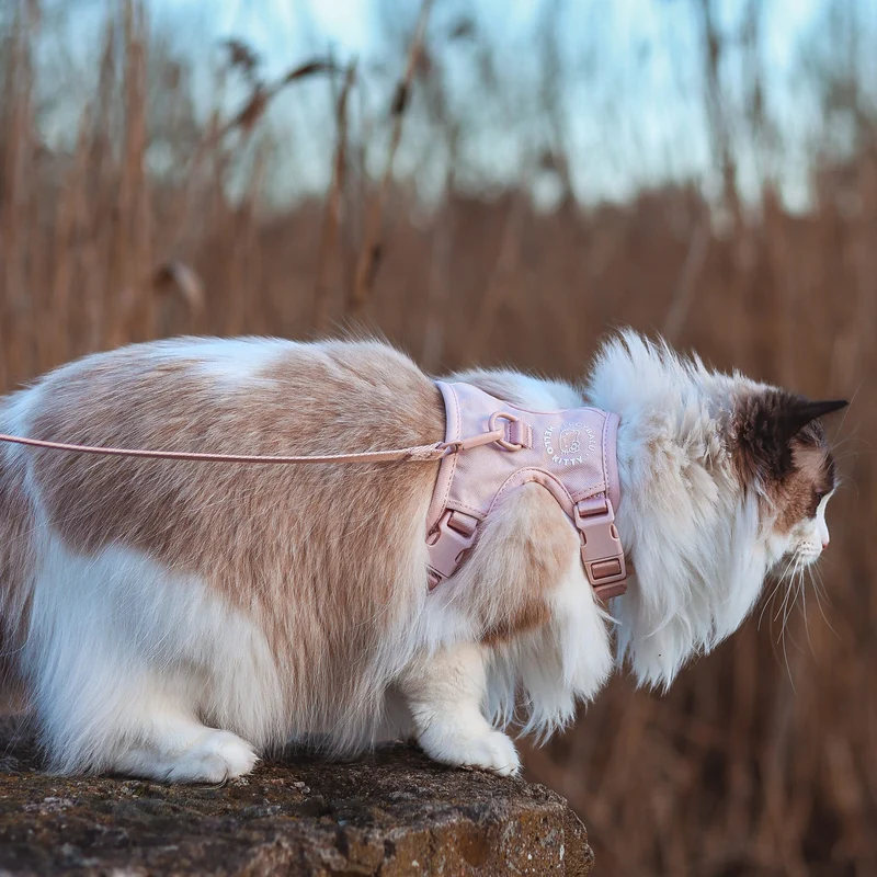 EXPLORER Katzengeschirr - Hello Kitty Edition
