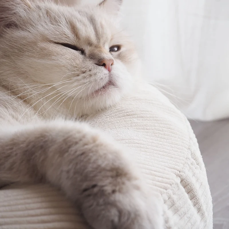 NEST Katzenbett