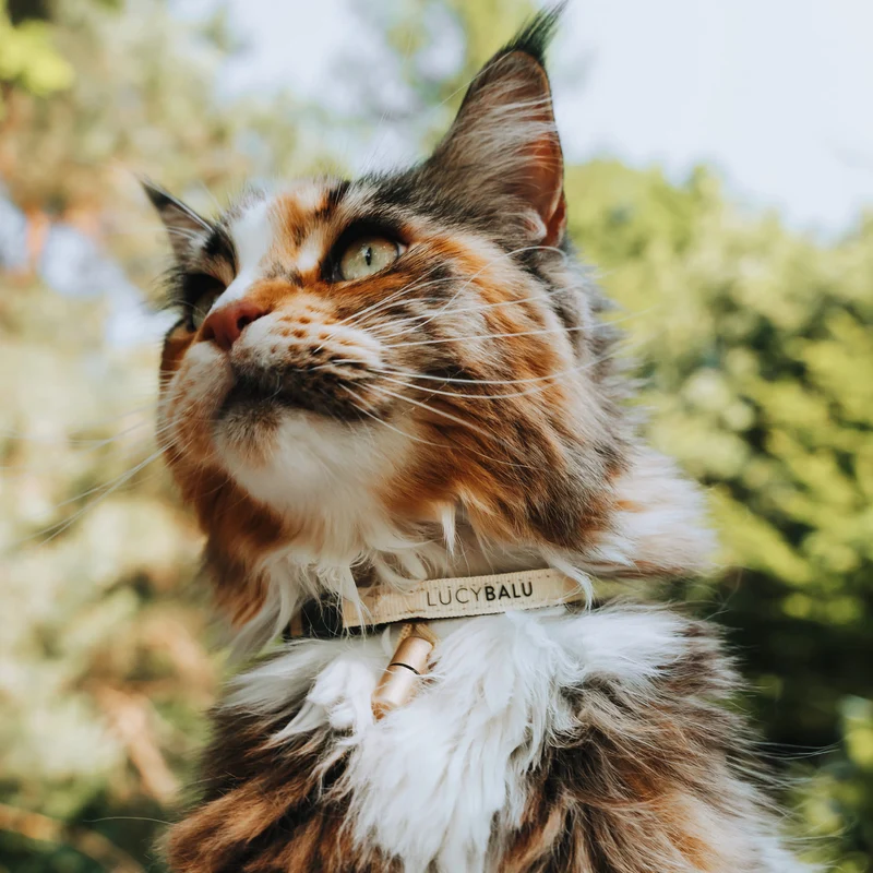 WILLY Katzenhalsband mit Namenskapsel