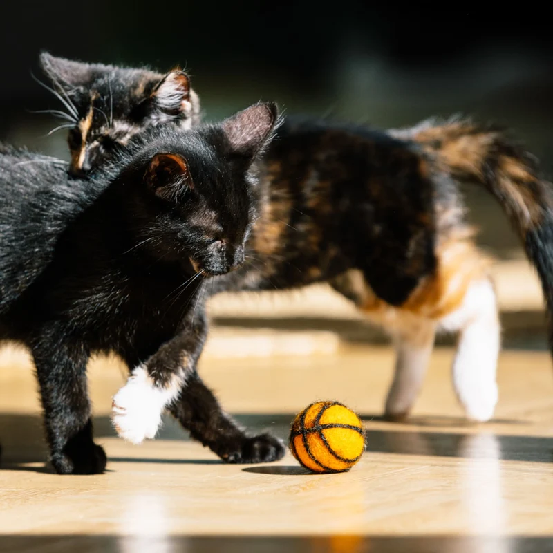 SUPER BALLS Katzenspielzeug