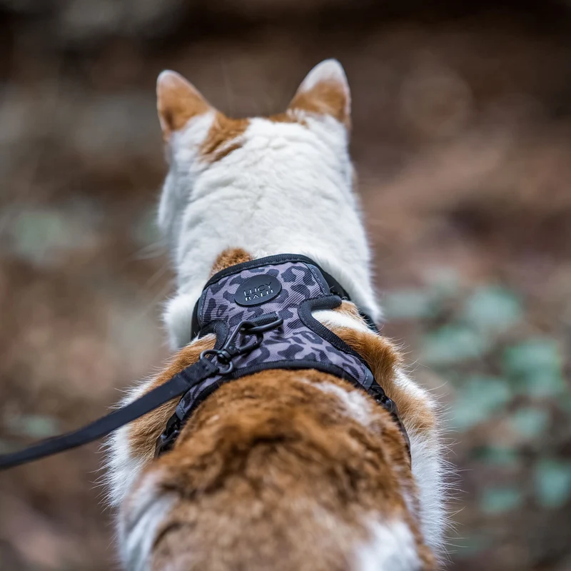 EXPLORER Katzengeschirr