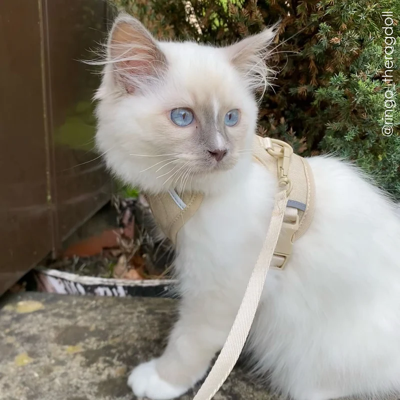 EXPLORER Katzengeschirr