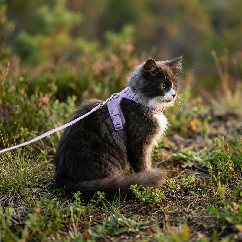 EXPLORER Katzengeschirr