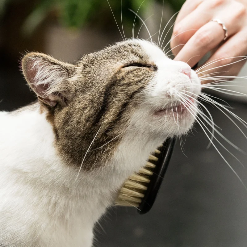FIGARO Katzenbürste