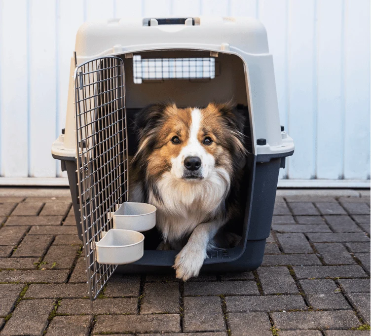 Henry Wag Airline Approved Travel Crate | Four Sizes | Optional Wheels