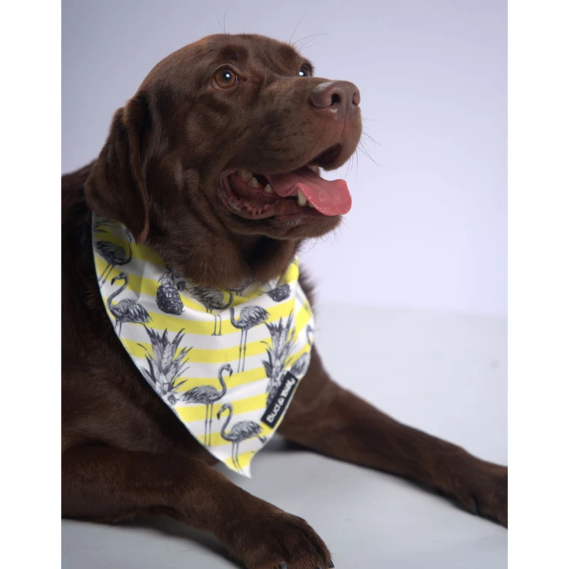 Bud & Billy Dog Bandana Handkerchiefs and Scarves (S, M, L) - Flamingo Collection, Yellow & White Stripes
