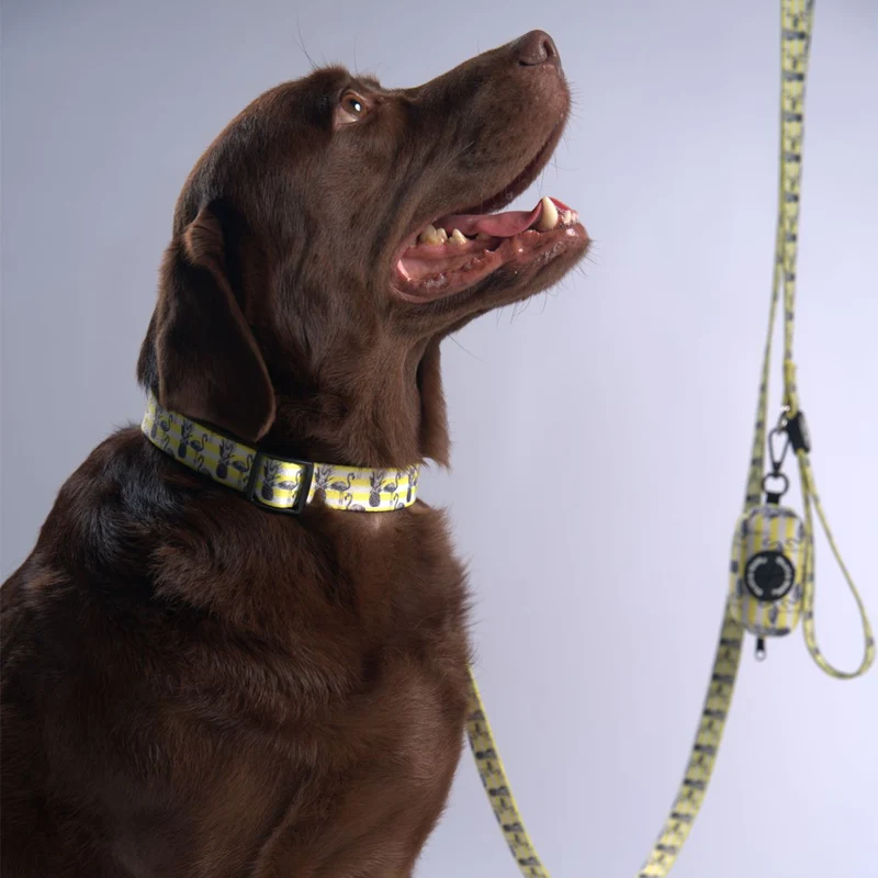 Bud & Billy Dog Collar (XXS-XL) - Flamingo Collection, Yellow & White Stripes