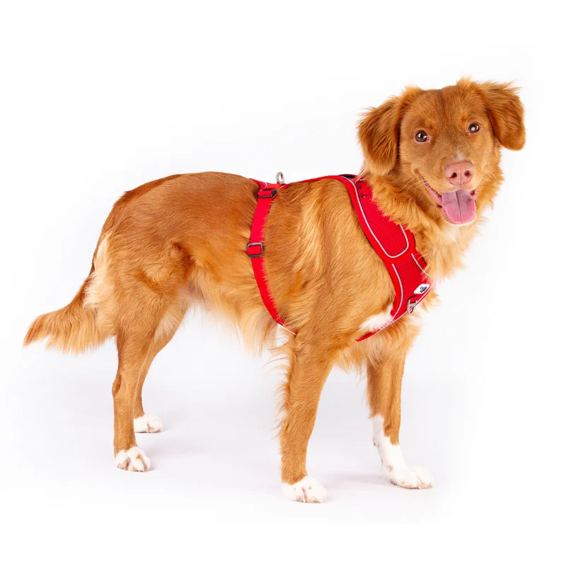 Curli Belka Large Dog Vest Harness - Adjustable Neck