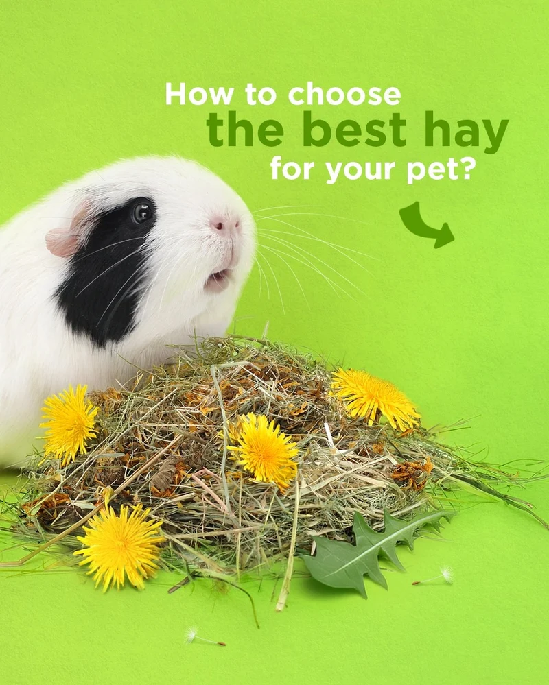 Little One Mountain Hay For Small Pets 400g