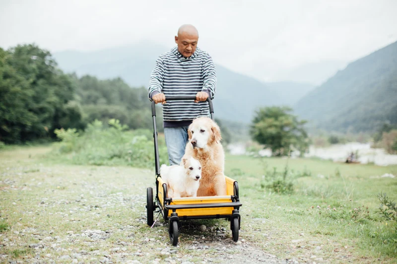 AirBuggy Cube Carriage Pet Cart | Integrated Ramp | Modular Roof