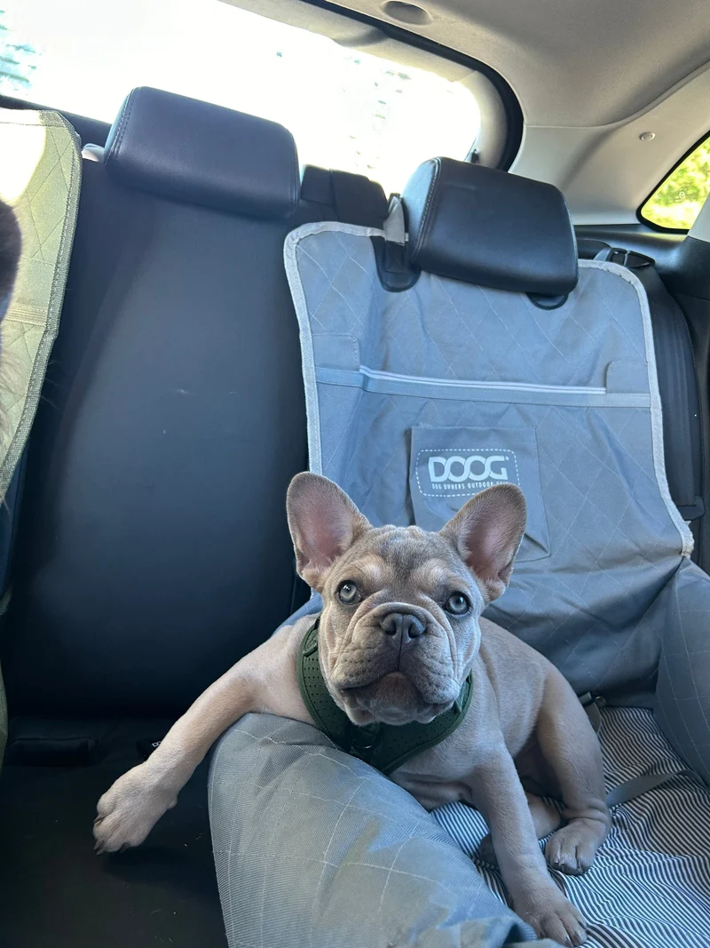 DOOG Dog Car Seat - Small to Medium | 2-in-1 Functionality