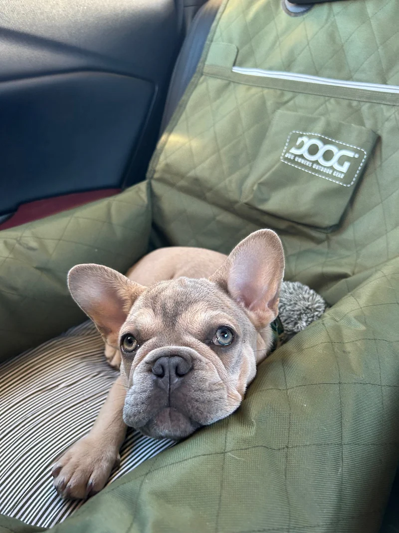 DOOG Dog Car Seat - Small to Medium | 2-in-1 Functionality