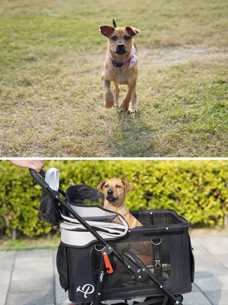 Petique Dynamic 4-in-1 Pet Stroller Travel System