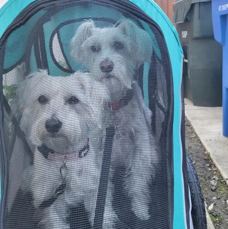 Petique Trailblazer Pet Stroller & Dog Bike Trailer incl. Free Rain Cover + Tow Bar