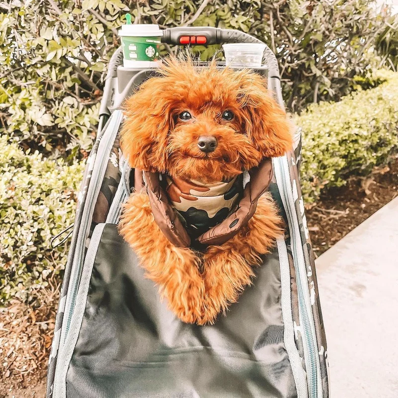 Petique Trailblazer Pet Stroller & Dog Bike Trailer incl. Free Rain Cover + Tow Bar