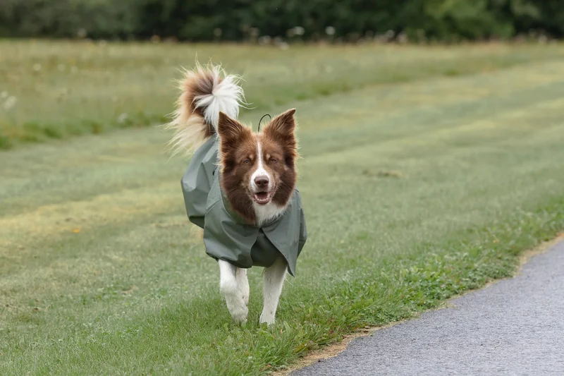 Tadazhi Dog Raincoat