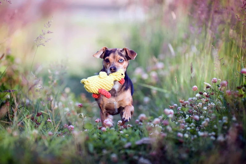 Laboni Farm Dog Toy Set