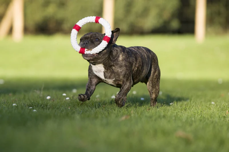 Laboni Ahoy Dog Toy Set