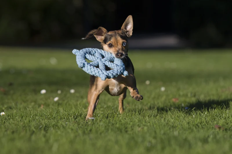 Laboni Ahoy Dog Toy Set