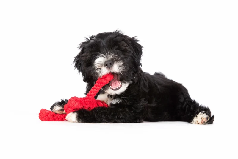Laboni Little Ocean Dog Toy Set