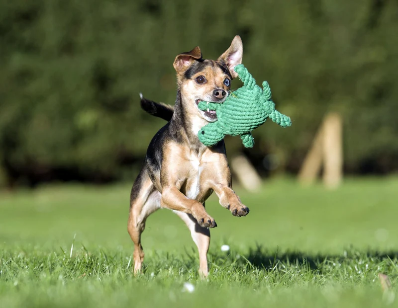 Laboni Little Ocean Dog Toy Set