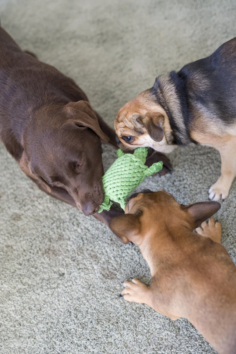 Laboni Little Ocean Dog Toy Set