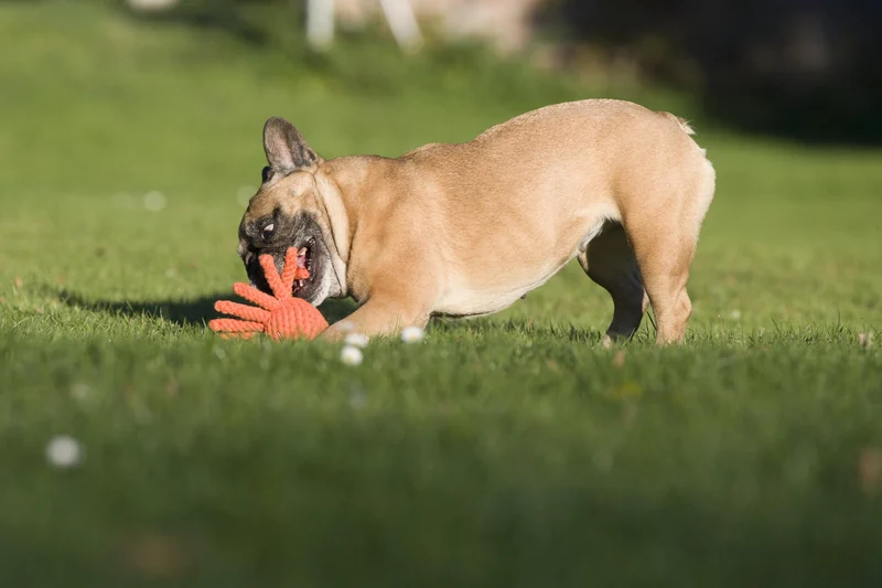 Laboni Little Ocean Dog Toy Set