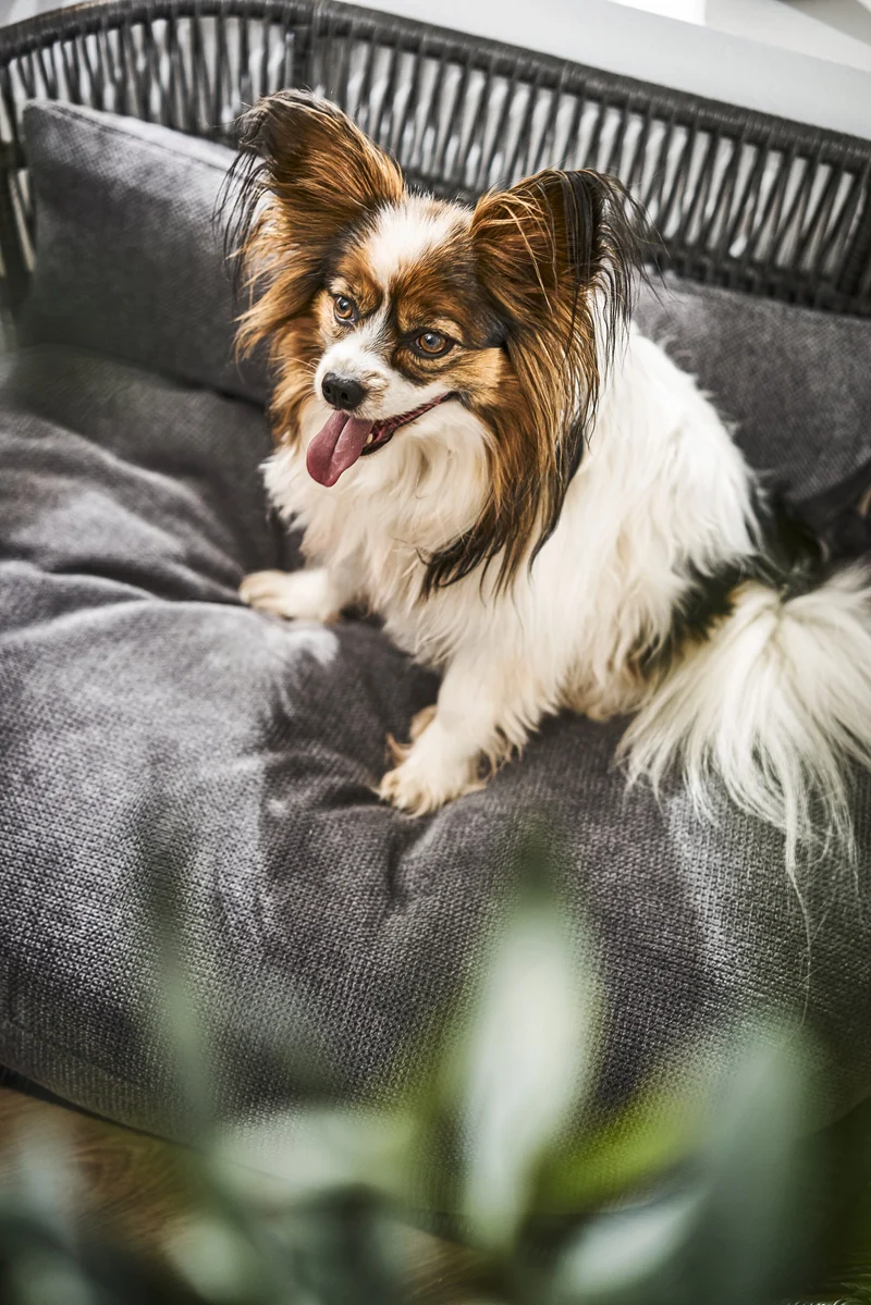 Laboni Luna Lounge Set Tudor Orthopaedic Dog Bed