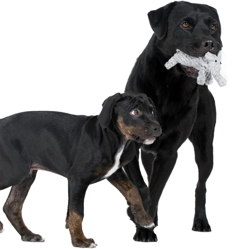 Laboni Summer Safari Dog Toy Set