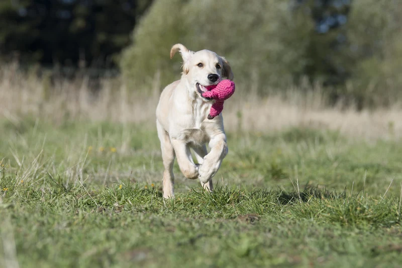 Laboni Summer Safari Dog Toy Set