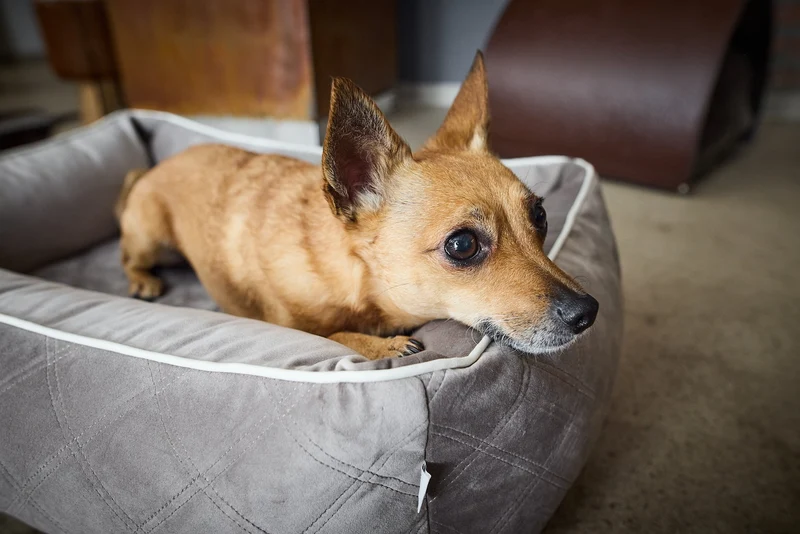 Laboni Orthopaedic Dog Bed Oxford