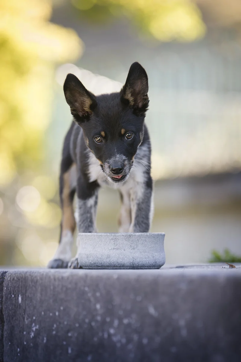 Laboni Soapstone Pet Bowl Rocky | Self Cooling