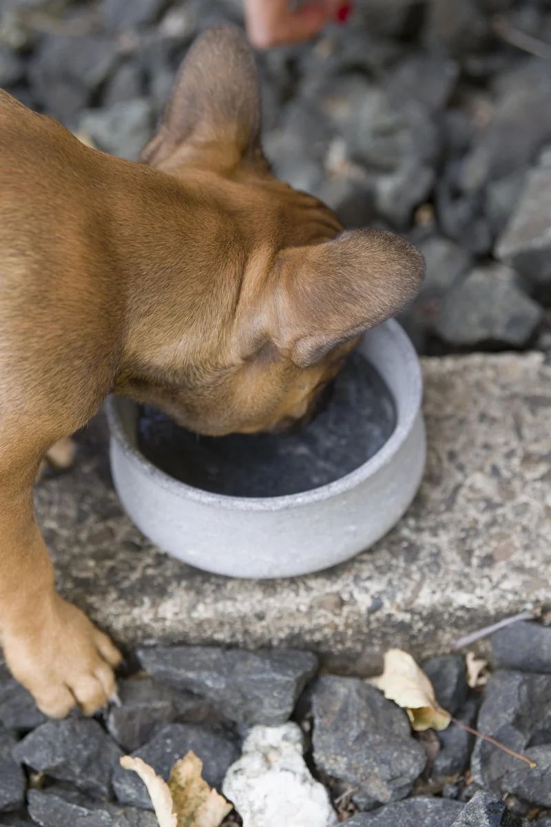Laboni Soapstone Pet Bowl Rocky | Self Cooling