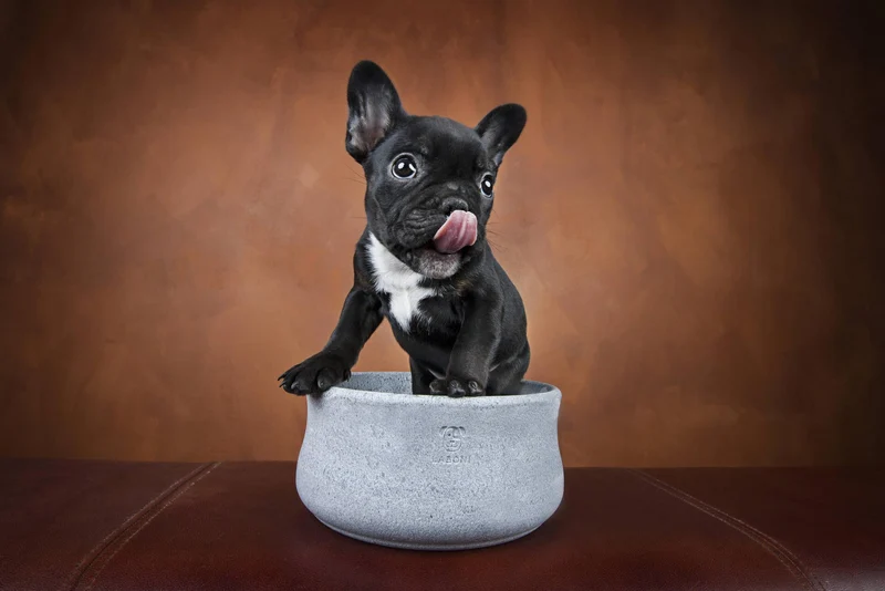 Laboni Soapstone Pet Bowl Rocky | Self Cooling