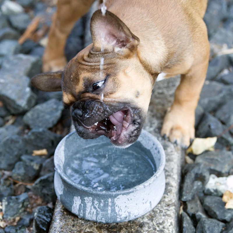 Laboni Soapstone Pet Bowl Rocky | Self Cooling