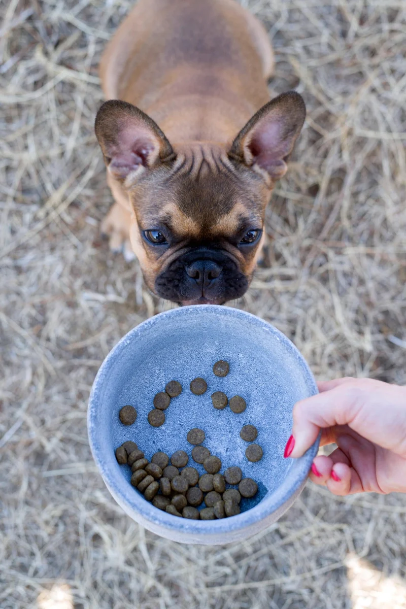 Laboni Soapstone Pet Bowl Rocky | Self Cooling