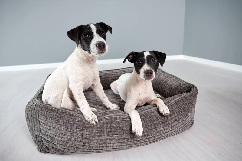 Laboni Orthopaedic Dog Bed Nova