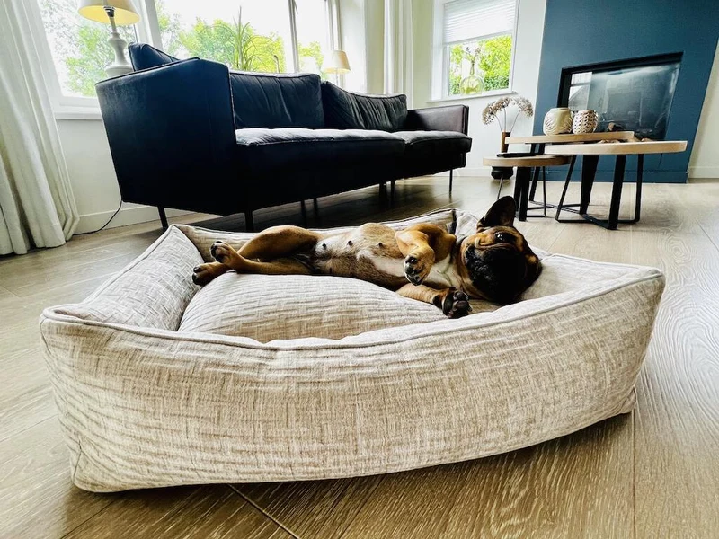 Laboni Orthopaedic Dog Bed Nova