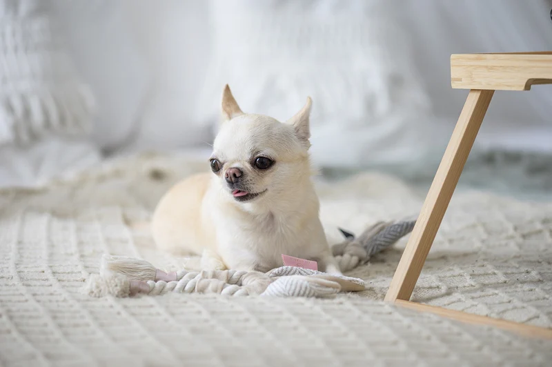 Oh Charlie Dog Toy Bunny