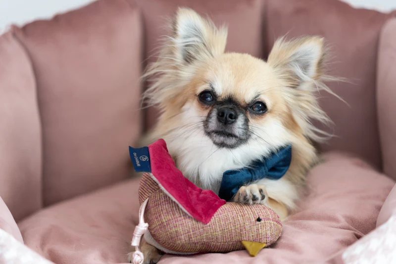Oh Charlie Dog Toy Bird