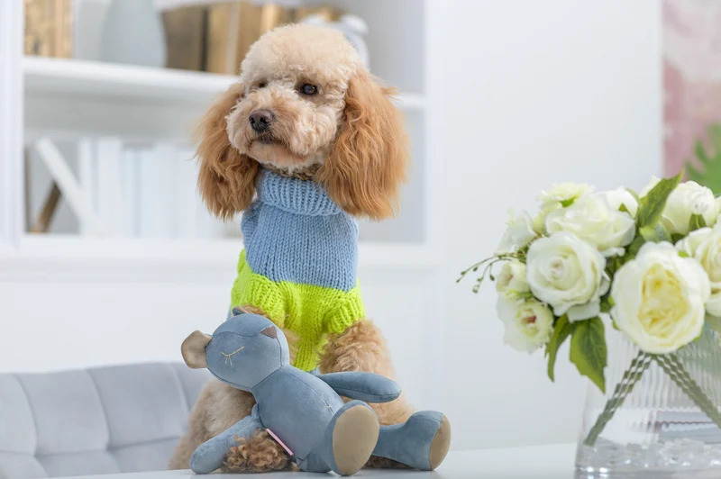 Oh Charlie Dog Toy