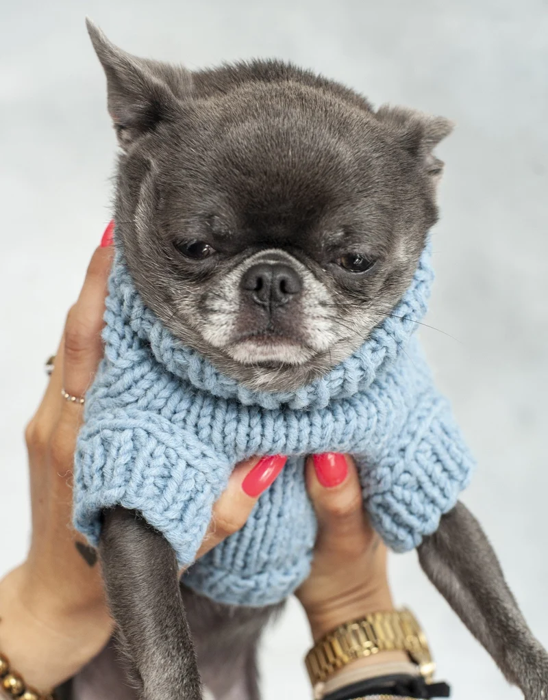 Oh Charlie BeBe’s Dog Sweater