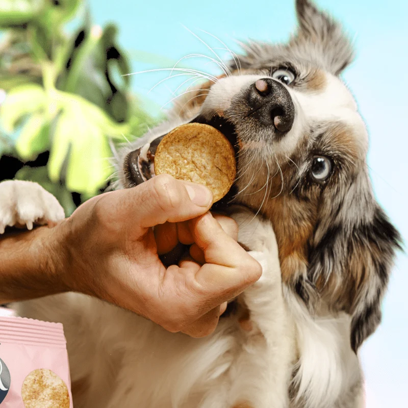 Smoofl Crunchy Cricket & Honey Pops Dog Treats - 24G