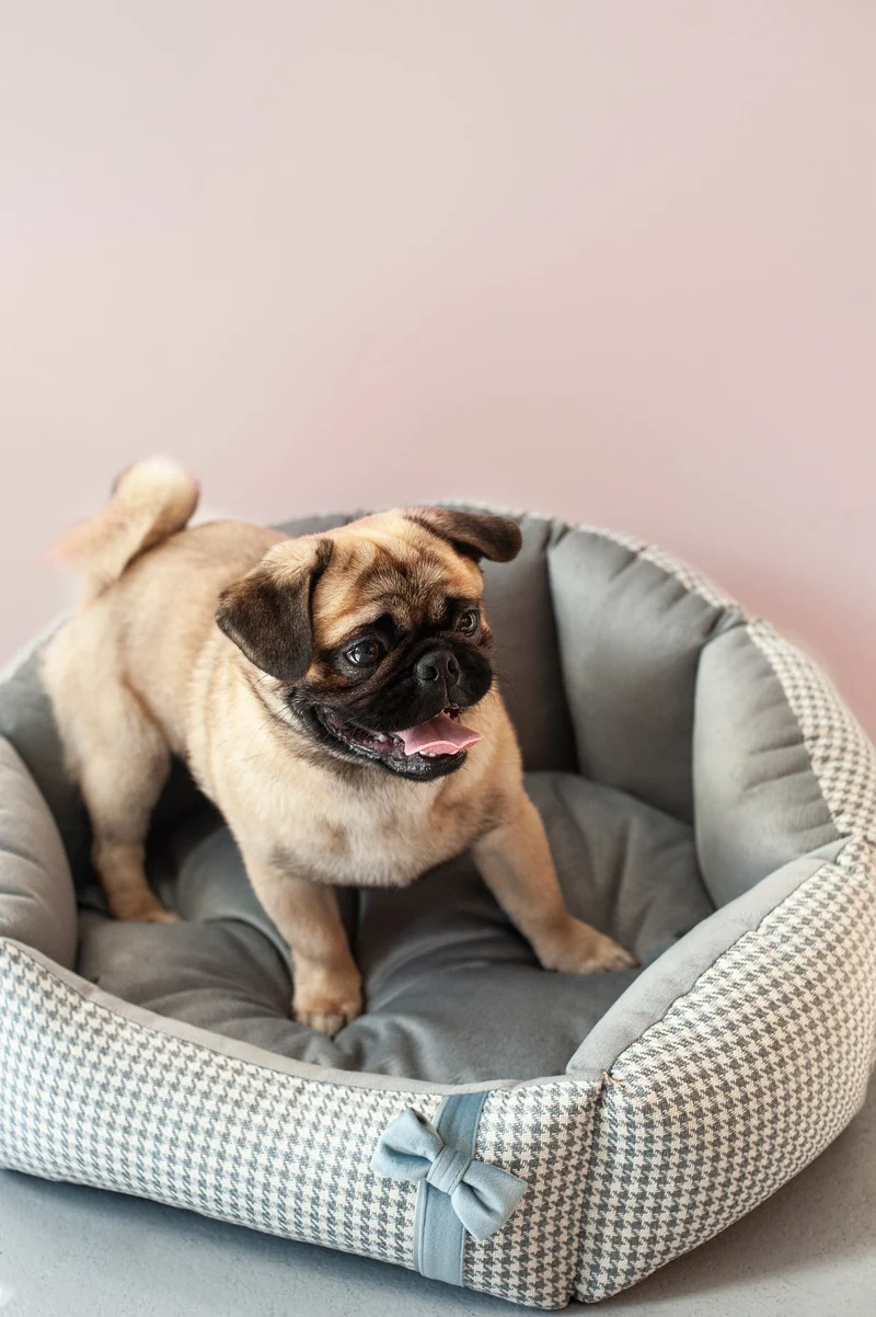 Oh Charlie Round Dog Bed Finessa