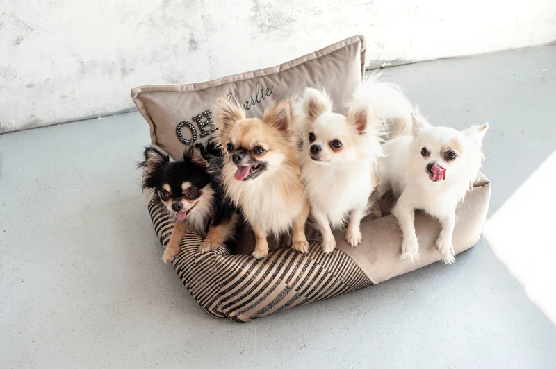 Oh Charlie Square Dog Bed Devine
