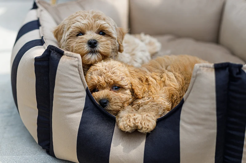 Oh Charlie Round Dog Bed Maison