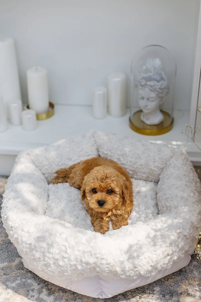 Oh Charlie Round Dog Bed Charlotte
