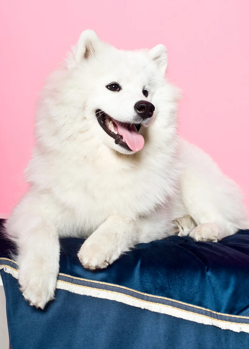 Oh Charlie Dog Travel Mat Allure