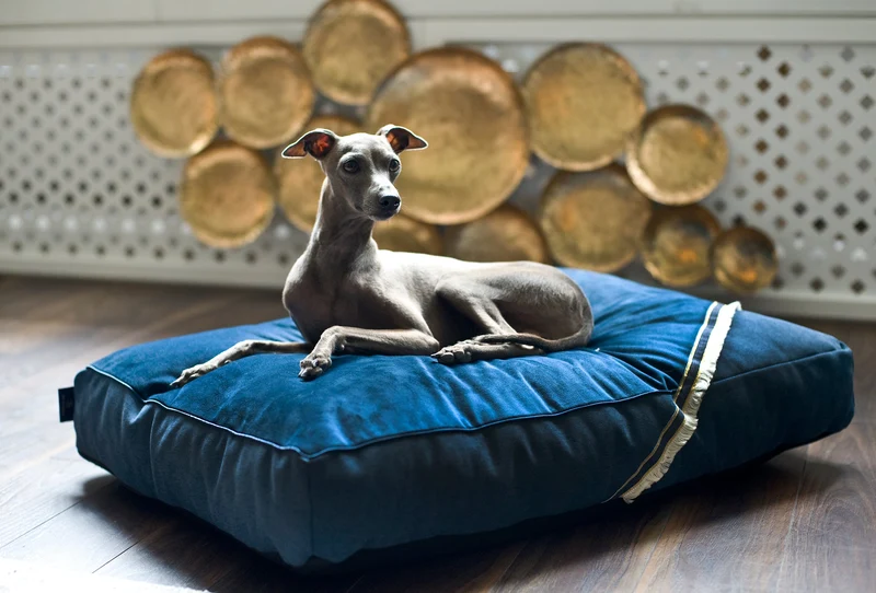 Oh Charlie Square Dog Pillow Allure